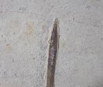 Hibolithes semisulcatus (M�NSTER 1830) - Bild &copy; FossNet FossilienStore